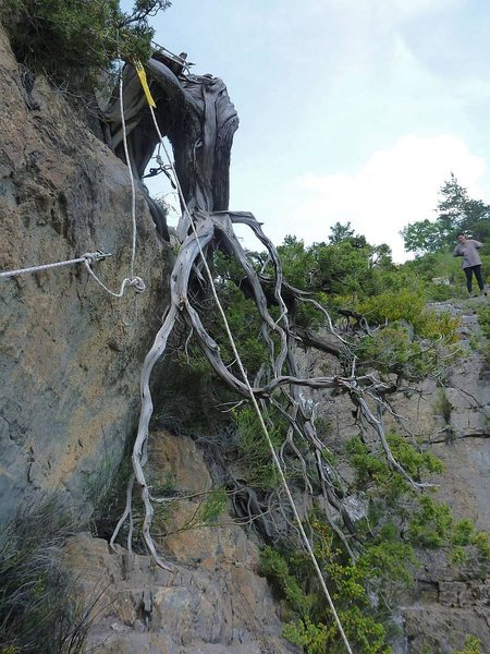 Juniperus_Phoenicea_94.jpg
