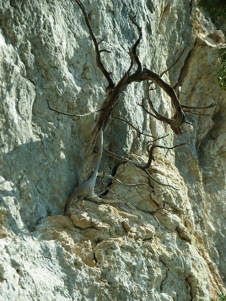 Juniperus_Phoenicea_36.jpg