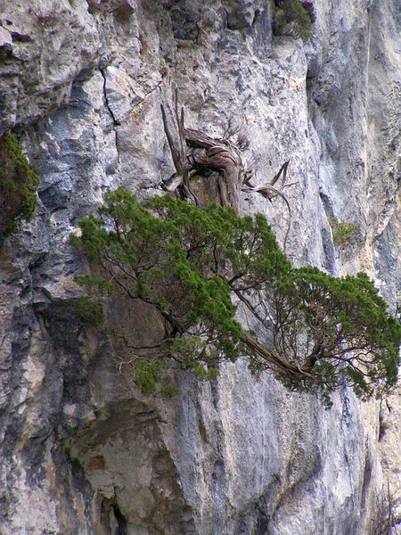 Juniperus_Phoenicea_23.JPG