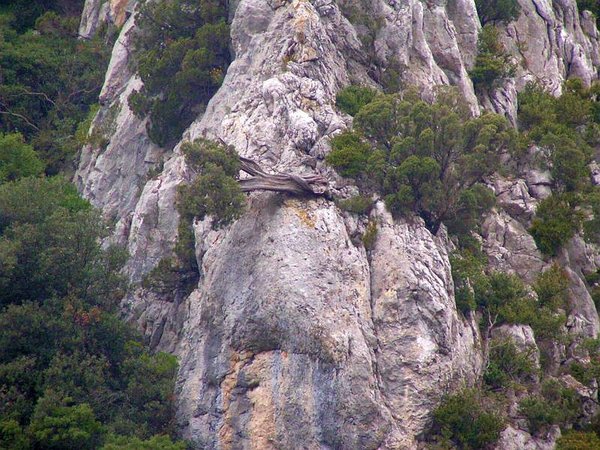 Juniperus_Phoenicea_24.JPG