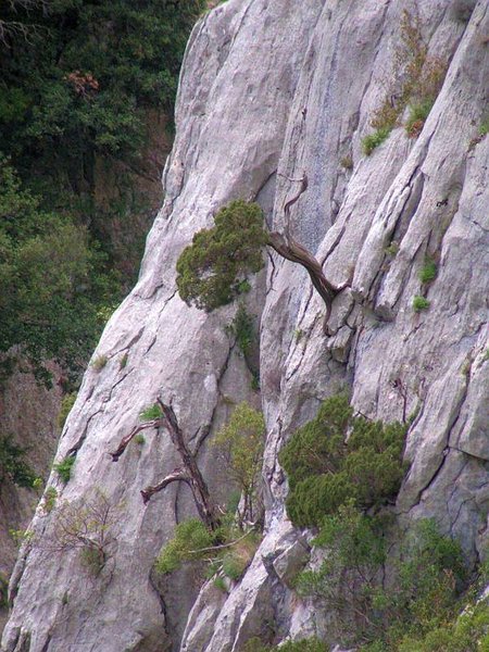 Juniperus_Phoenicea_25.JPG