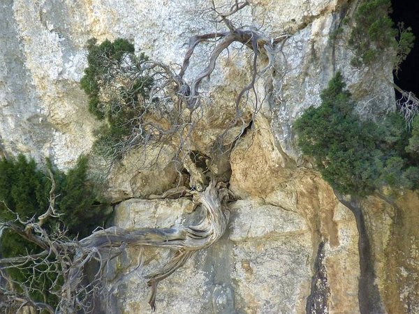Juniperus_Phoenicea_28.JPG
