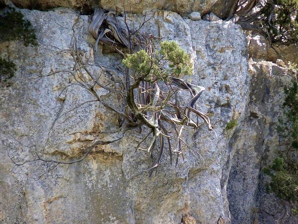 Juniperus_Phoenicea_29.JPG