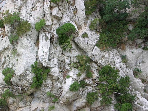 Juniperus_Phoenicea_32.jpg
