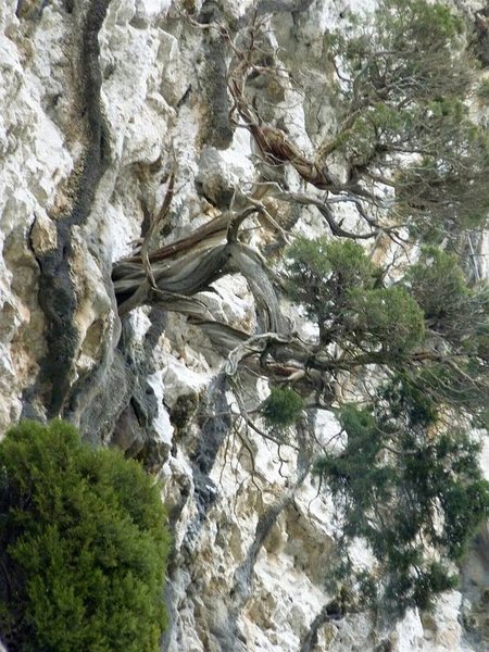 Juniperus_Phoenicea_41.JPG