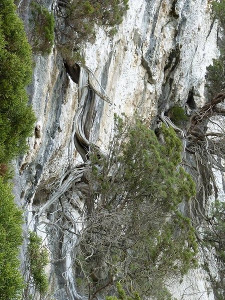 Juniperus_Phoenicea_42.JPG