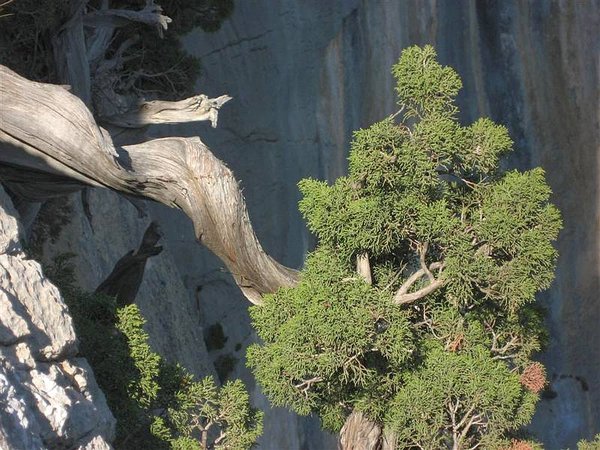 Juniperus_Phoenicea_80.jpg