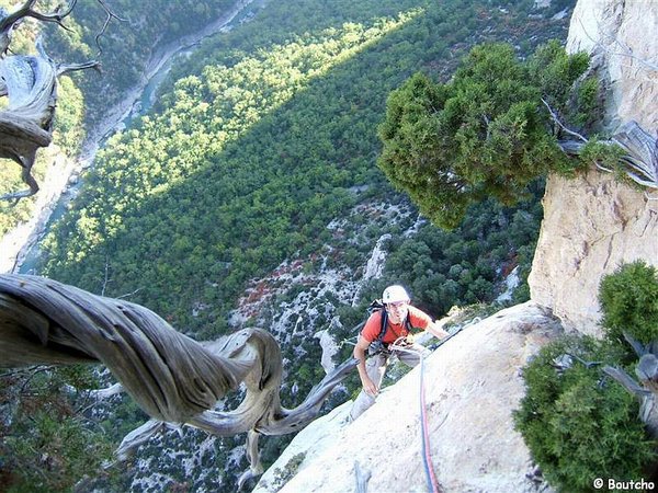 Juniperus_Phoenicea_81.jpg