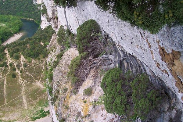 Juniperus_Phoenicea_46.JPG
