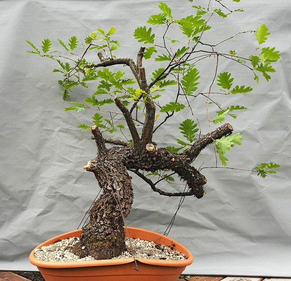 pubescens-0205_comp.jpg