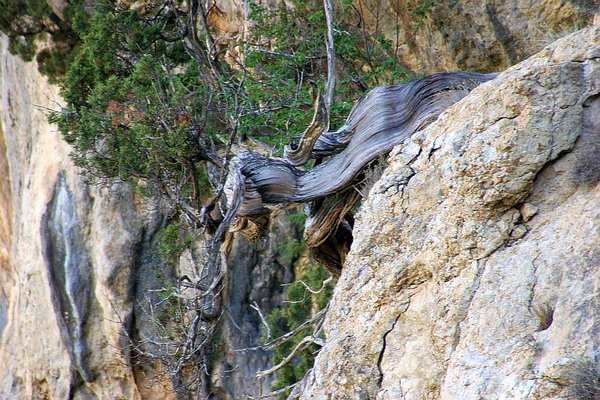 Juniperus_Phoenicea_11.jpg