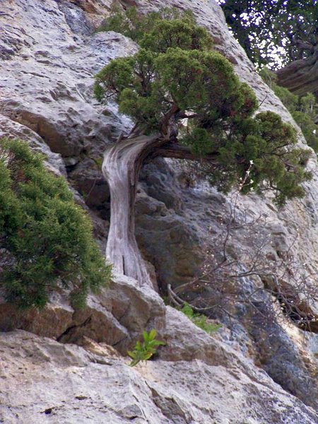 Juniperus_Phoenicea_19.JPG