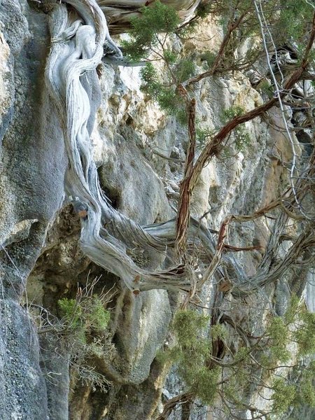 Juniperus_Phoenicea_40.JPG
