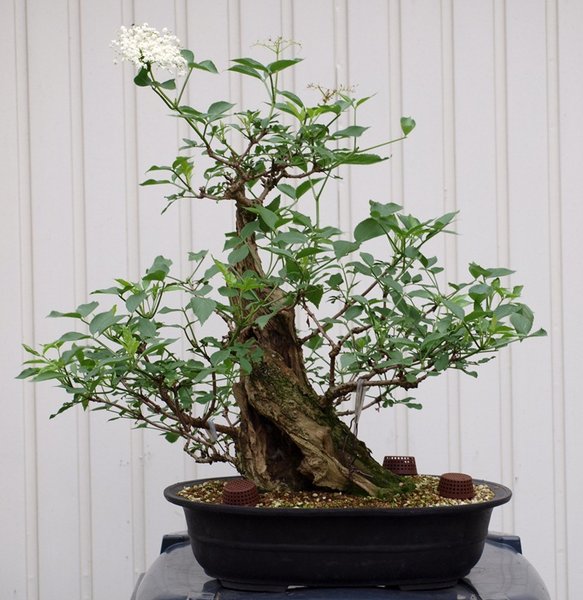 Sambucus nigra 16-6-2012.jpg
