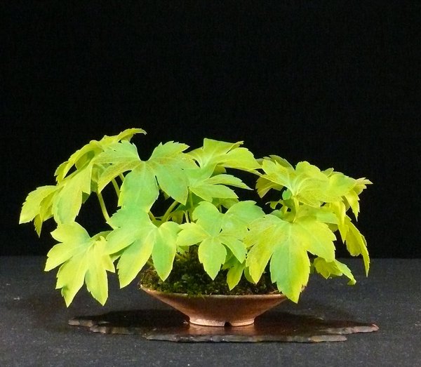Ahornblatt - Mucdenia rossii, Schale Bryan Albright