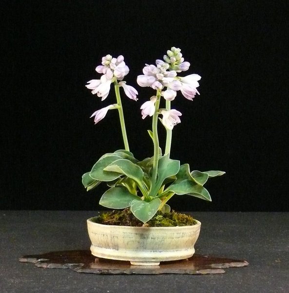 Hosta "Blue Mouse Ears", Schale habati
