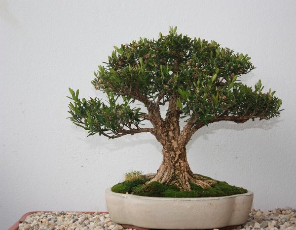 buxus 2012 (der macht richtig laune).jpg