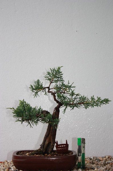 junip. 2012.jpg