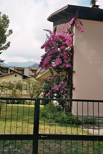 Bougainvillea 1.jpg