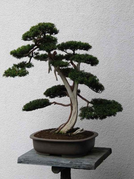 Jap. Garten -Jap. Eibe