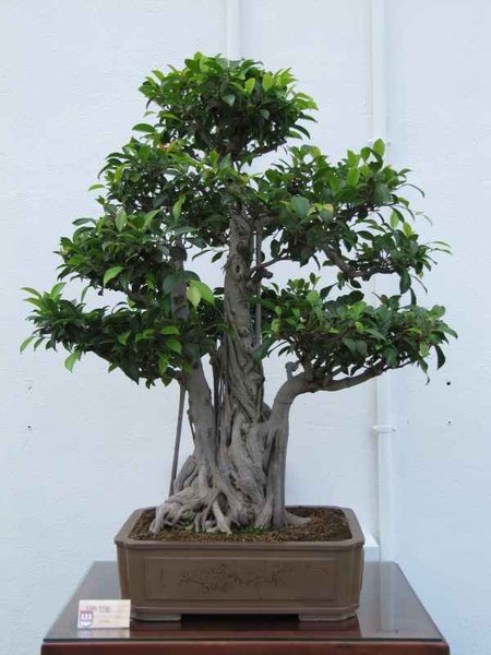 Jap. Garten-Ficus