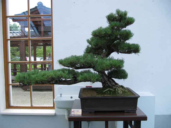 Jap.Garten-Mädchenkiefer