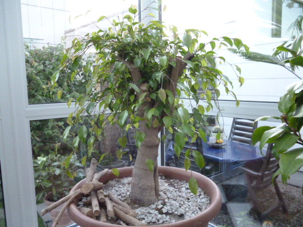 P1000347.JPG