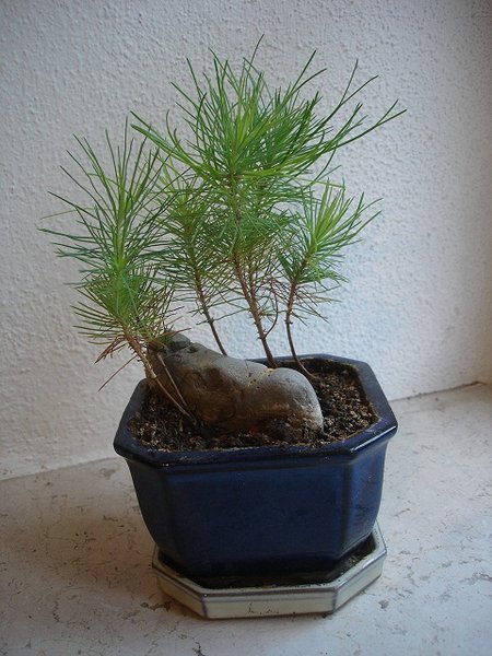 Pinus