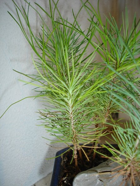 Pinus