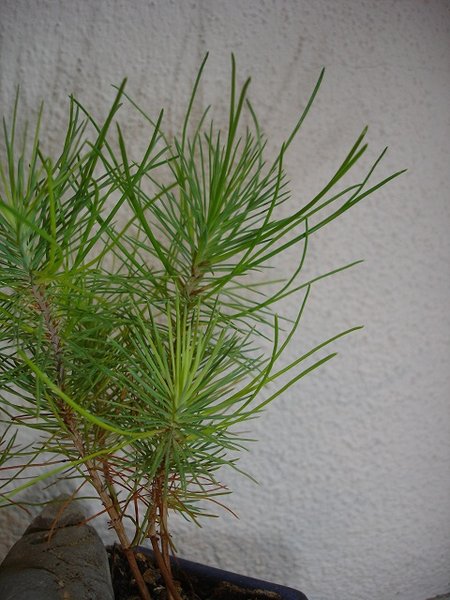 Pinus