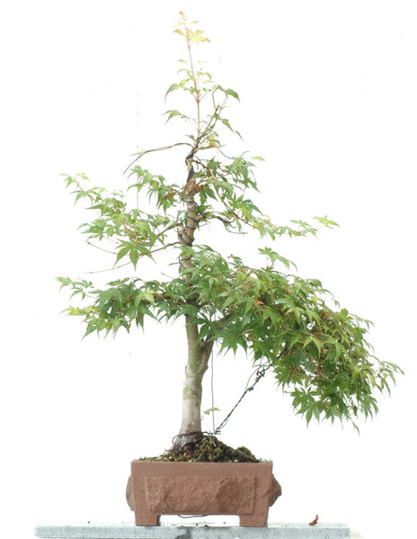 Acer2.jpg