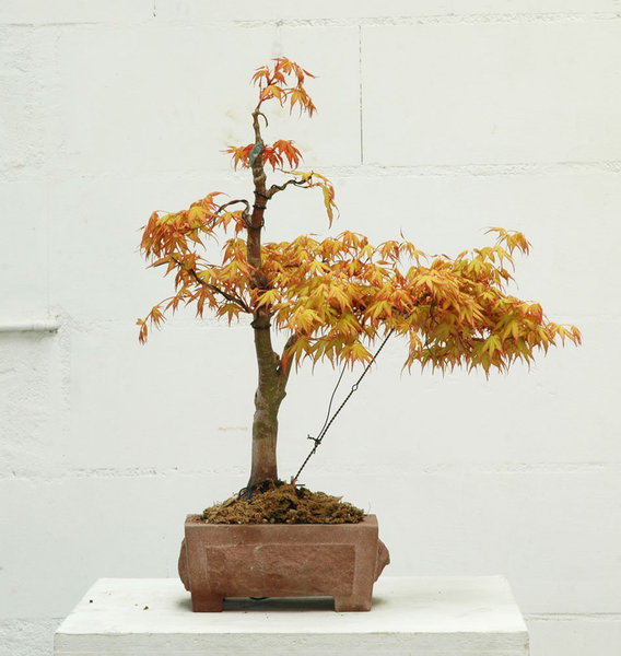 ACER3.jpg