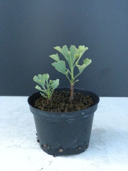 Baum (2010)...