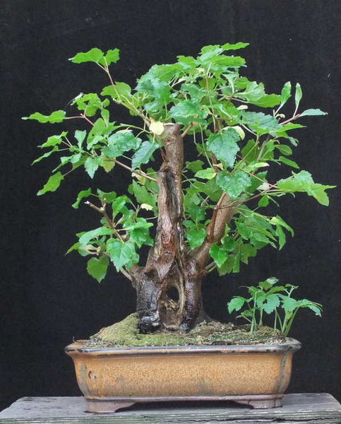 030-July12-AcerGin.JPG
