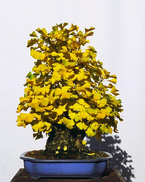 Ginkgo_Herbst_b.jpg
