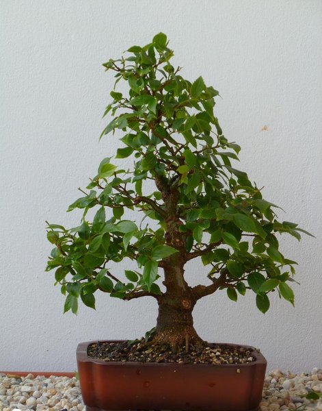 vorher 2
