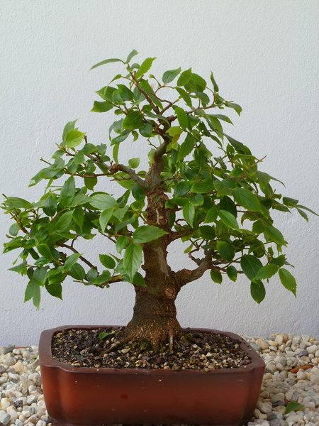 celtis 2012 nachm schnitt 3.jpg
