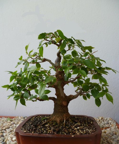 celtis 2012 manuu bff.jpg