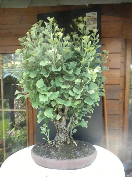 Ginkgo ca 40.jpg