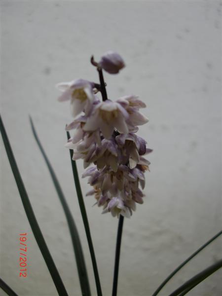 Blüte Schlangenbart