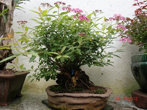 Spiraea