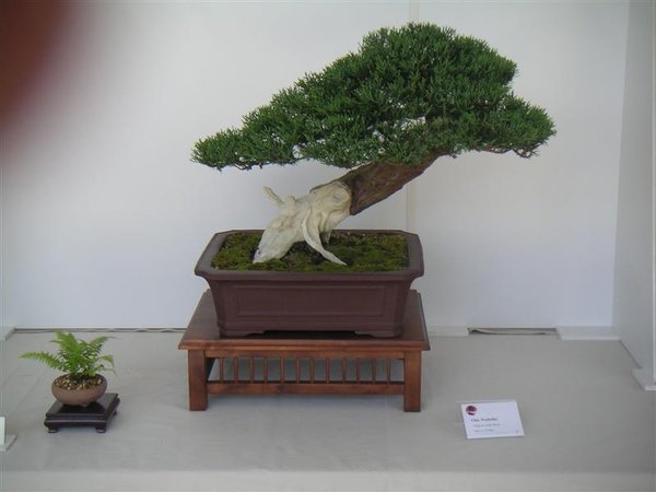 PICT0111 (Medium).JPG