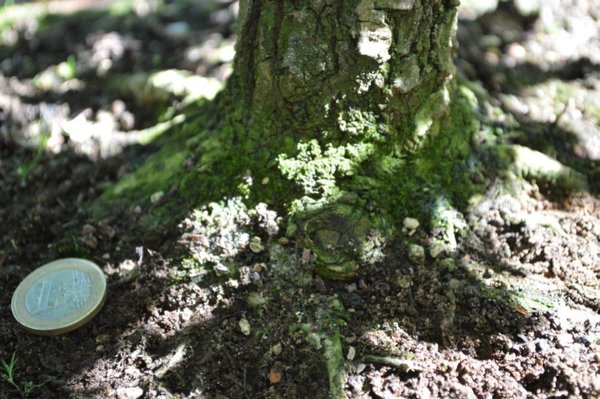 Yamadori Eiche Nebari Juli 12.jpg