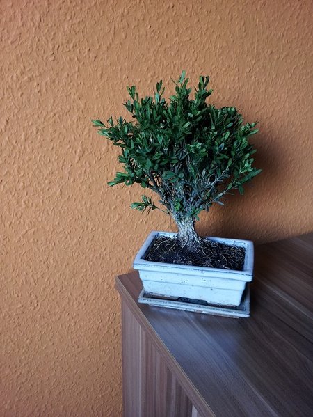 20120725_200134.jpg