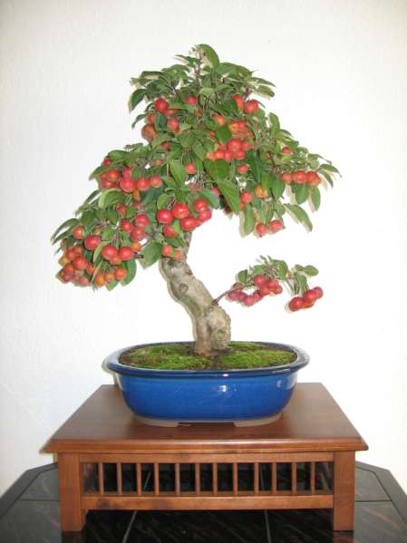 Apfel.jpg