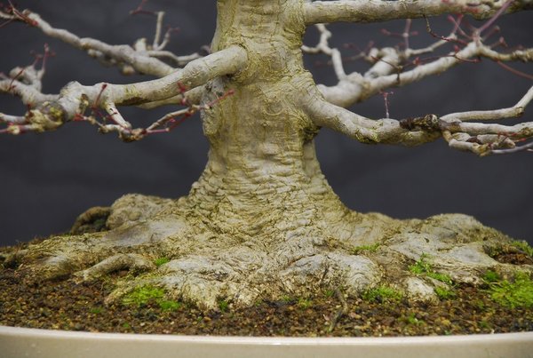 Acer Palmatum Diebstahl Juli 2012.JPG
