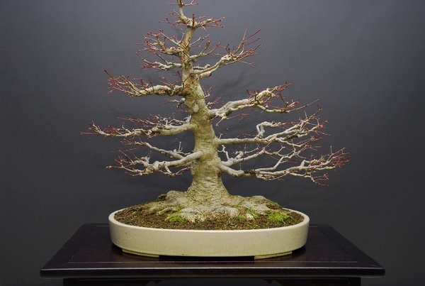 Acer palmatum Nebari Diebstahl 2012.JPG