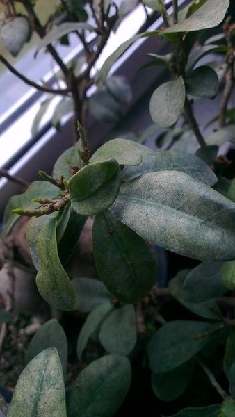 ficus1-2.jpg