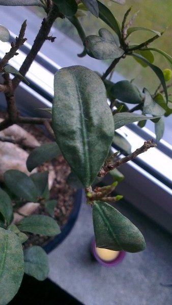 ficus1-3.jpg