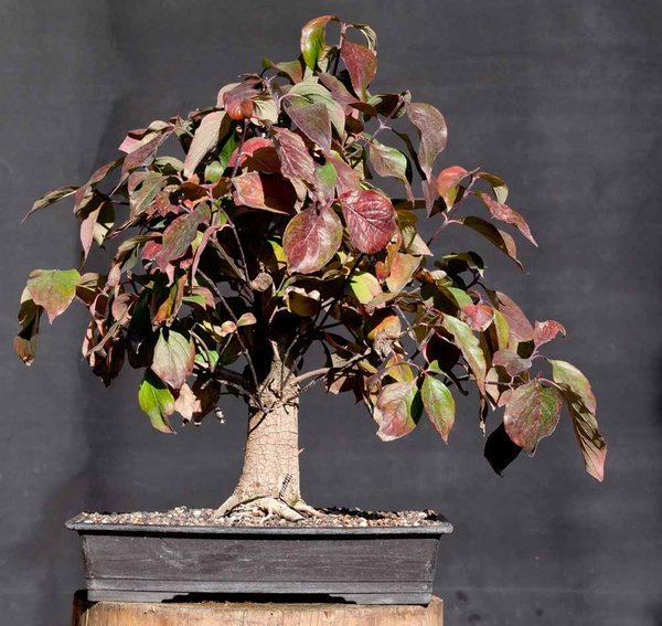 Cornus.jpg